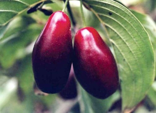 Фото 2. Купить саженцы Кизила, Питомник выращивает саженцы плодовых-ягодных деревьев есть опт