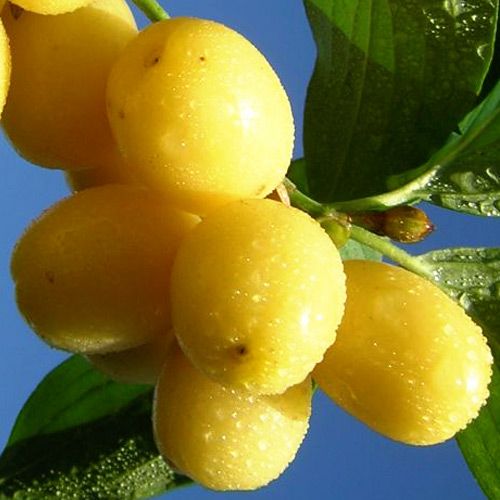 Фото 3. Купить саженцы Кизила, Питомник выращивает саженцы плодовых-ягодных деревьев есть опт