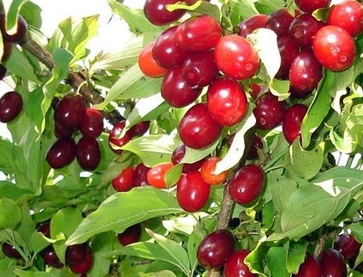 Фото 4. Купить саженцы Кизила, Питомник выращивает саженцы плодовых-ягодных деревьев есть опт