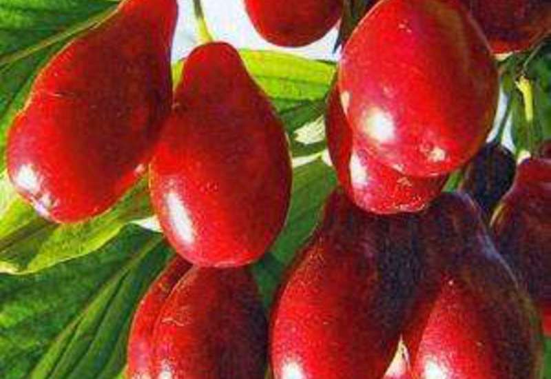 Фото 5. Купить саженцы Кизила, Питомник выращивает саженцы плодовых-ягодных деревьев есть опт