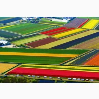 Работа и вакансии на сельскохозяйственных работах в Голландии