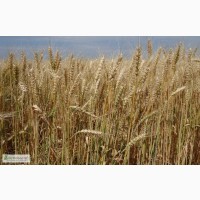 Семена озимой пшеницы - Мирлена (элита)