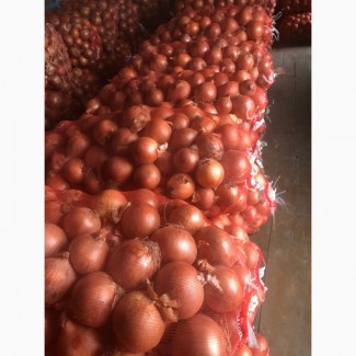 Купим огурцы, томаты, картофель урожай 2019 года Объемы от 20 тонн партия