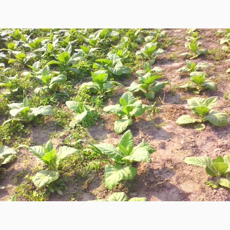 Фото 4. Табак ферментированный лапша 1-2мм.СЕМЕНА-20грн больше 2000 семян