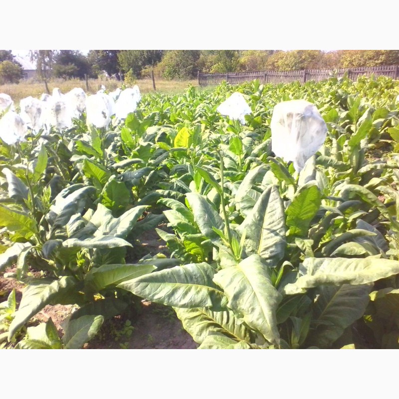 Фото 5. Табак ферментированный лапша 1-2мм.СЕМЕНА-20грн больше 2000 семян