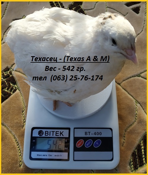 Фото 5. Яйца инкубационные перепела Техасец (USA)