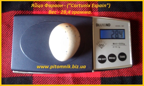 Фото 6. Яйца инкубационные перепела Фараон (Espana)