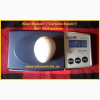 Яйца инкубационные перепела Фараон (Espana)