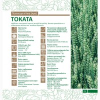 Пропонуємо насіння ярої пшениці Токата (СН-1)