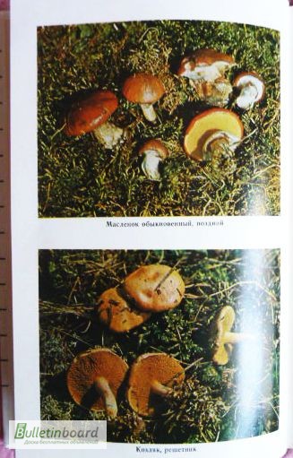 Фото 10. Всё о съедобных грибах. Авторы: Козак В.Т., Козьяков С.Н. Лот 3