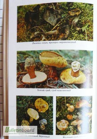 Фото 4. Всё о съедобных грибах. Авторы: Козак В.Т., Козьяков С.Н. Лот 3