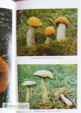 Фото 6. Всё о съедобных грибах. Авторы: Козак В.Т., Козьяков С.Н. Лот 3