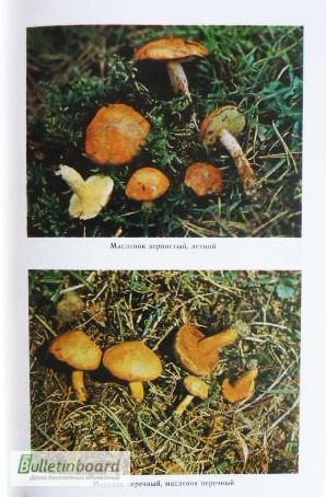 Фото 9. Всё о съедобных грибах. Авторы: Козак В.Т., Козьяков С.Н. Лот 3