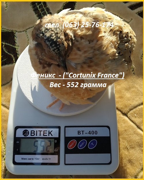 Фото 4. Яйца инкубационные перепела Феникс Золотистый - (France)