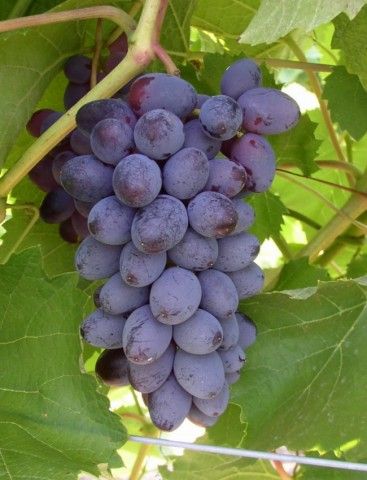 Фото 2. Саженцы и черенки Винограда питомник выращивает Виноград и плодовые деревья есть опт