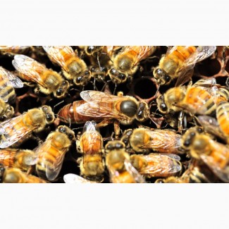 Матки породы пчёл бакфаст на 2020 год