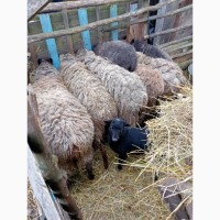 Вівці Романівські, чисті
