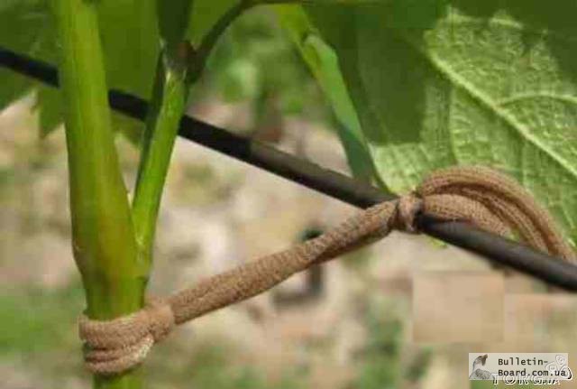 Фото 3. Кольцо для подвязки виноградной лозы и других растений