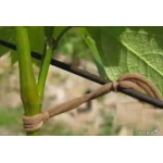 Кольцо для подвязки виноградной лозы и других растений