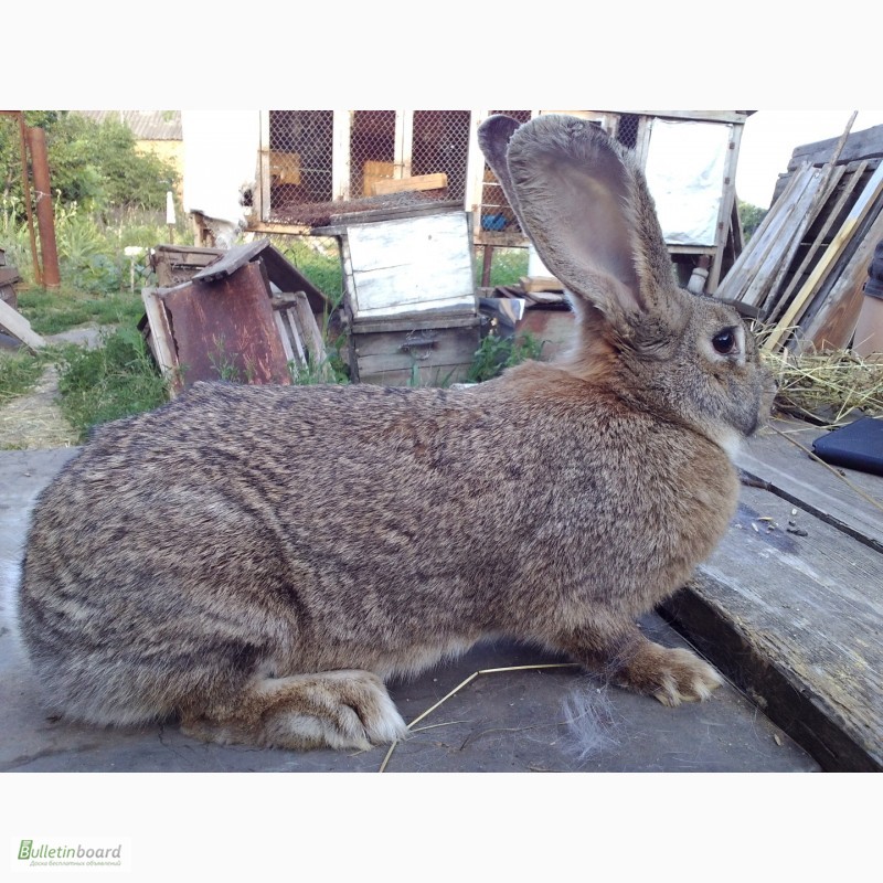 Фото 2. Племенные кролики: Бельгийские великаны - Оберы, Фландры