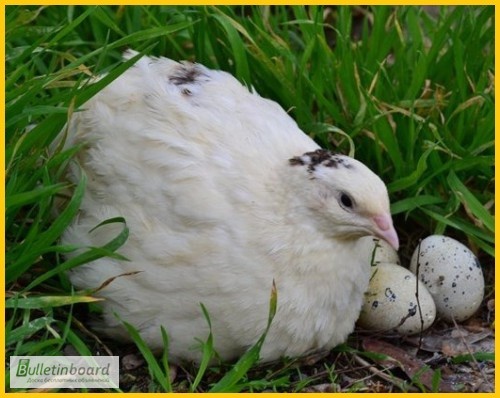 Фото 5. Яйца инкубационные перепела Техасец - бройлер и молодняк