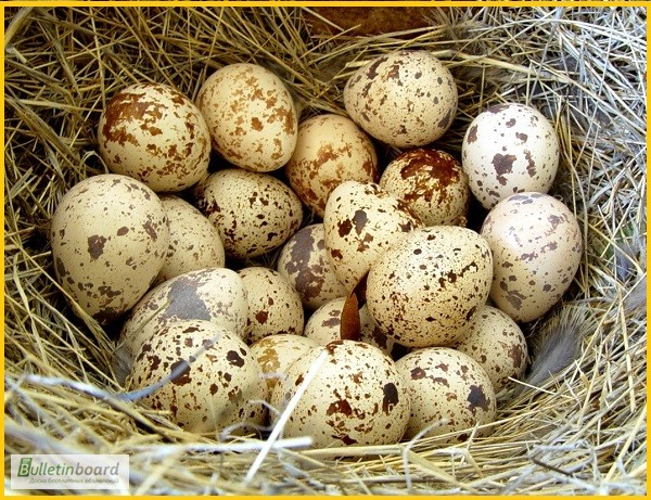 Фото 4. Яйца инкубационные перепела Техасец - бройлер и молодняк