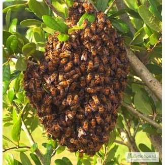 Пчелиные рои 3000 рублей ЛНР
