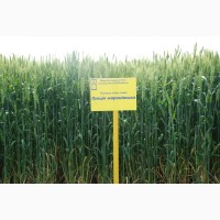 Грація миронівська пшеницяі озима посівний матеріал