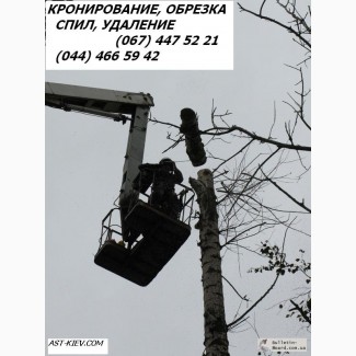 Кронирование деревьев Киев. Обрезка веток. Удаление деревьев