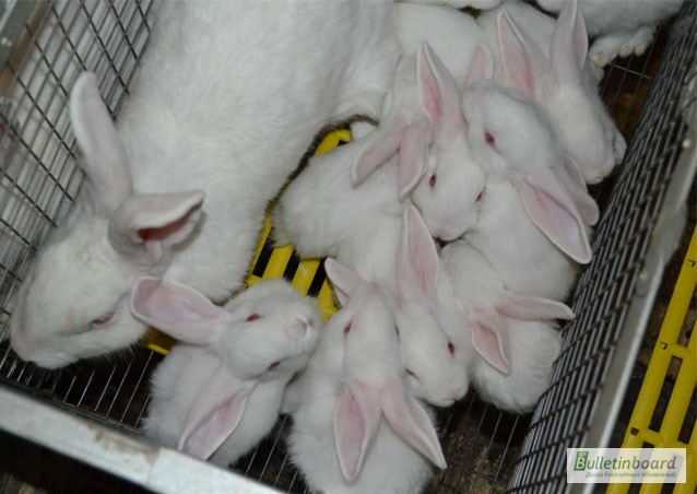 Фото 5. Продаж кроликів Техаський білий, Панон, Термонський білий, Рекс-кастор