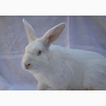 Продаж кроликів Техаський білий, Панон, Термонський білий, Рекс-кастор