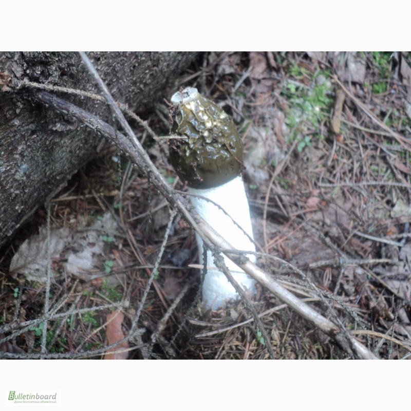 Фото 2. Натуральна настойка гриба Веселки