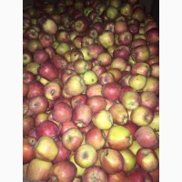 Продаем яблоки товарные и промпереработка, НДС