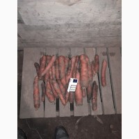 Продам товарну моркву оптом
