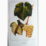 Настольная книга виноградаря. Авторы: Н.Коваль, Е.Комарова, О.Мартьянова