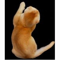 Рыжий тикированный шотландский вислоухий котенок по кличке Оскар, окрас ds 25. Характер