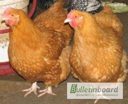 Фото 2. Продам Яйцо инкубационное куриное - Фокси Чик (Foxy Chick)