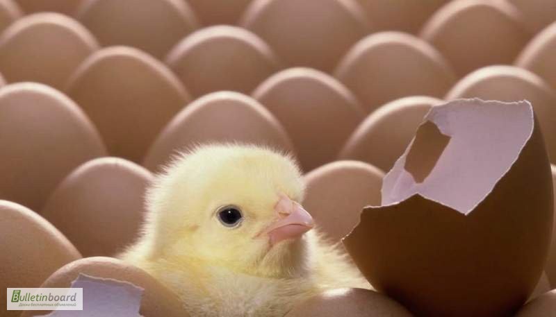 Фото 4. Продам Яйцо инкубационное куриное - Фокси Чик (Foxy Chick)
