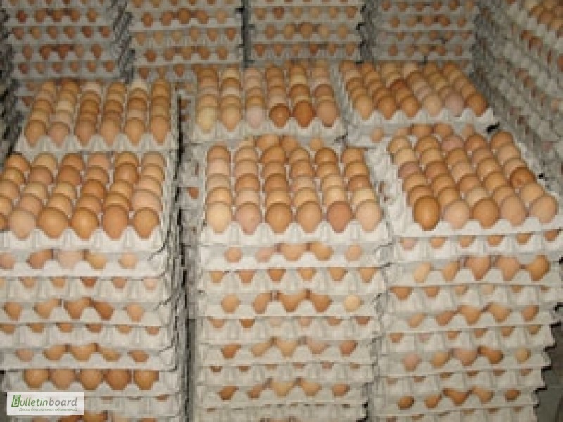 Фото 6. Продам Яйцо инкубационное куриное - Фокси Чик (Foxy Chick)