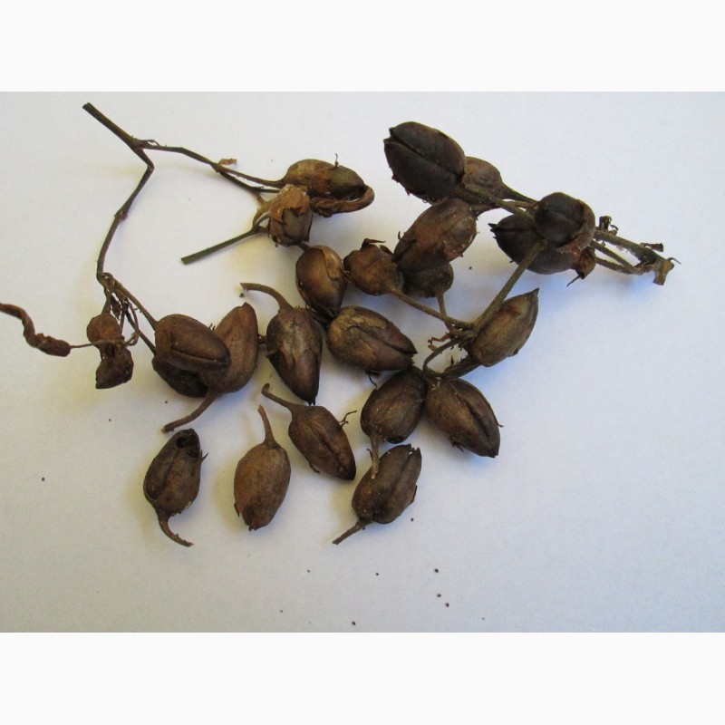Фото 2. Табак Вирджиния Голд семена, есть нарезан лапша 1-2мм ферментированный