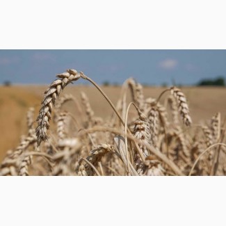 Насіння озимої пшениці Ліра Одеська (реалізуємо від 1т.)