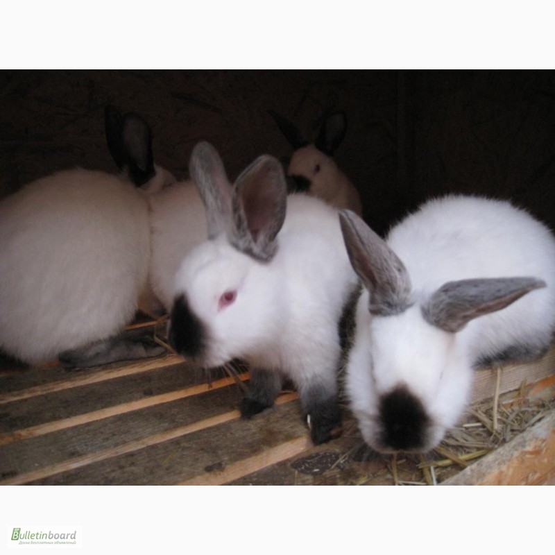 Фото 7. Кролики разных пород, племенные, элитные