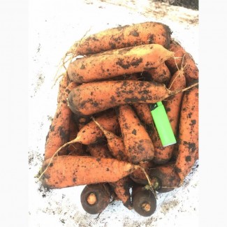 Оптовые продажи моркови Хмельницкий. Овощи Украина