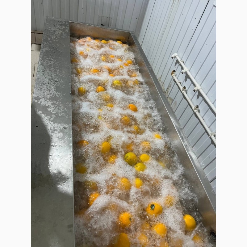 Фото 8. Барботажна ванна для миття овочів та фруктів з ніжною шкіркою STvega BW 2400