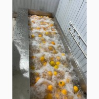 Барботажна ванна для миття овочів та фруктів з ніжною шкіркою STvega BW 2400