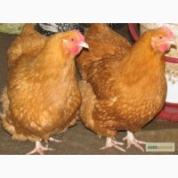 Домашние чистокровные цыплята мясо-яичных пород курей
