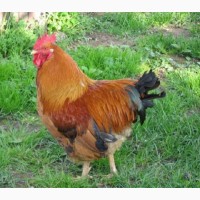 Домашние чистокровные цыплята мясо-яичных пород курей