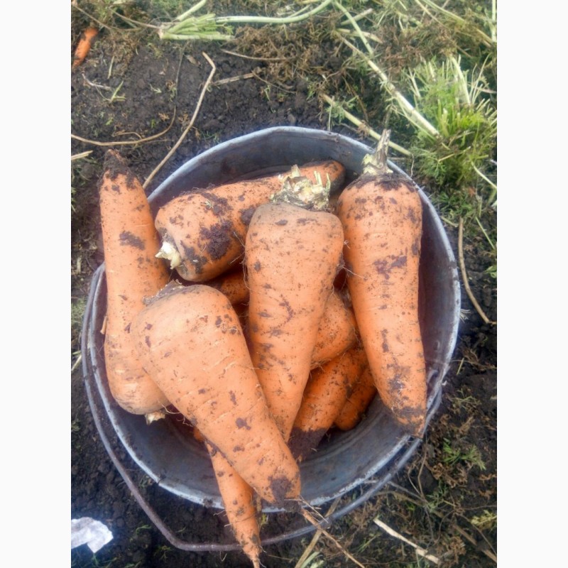 Фото 3. Продам морковь поставщика с 10 тонн