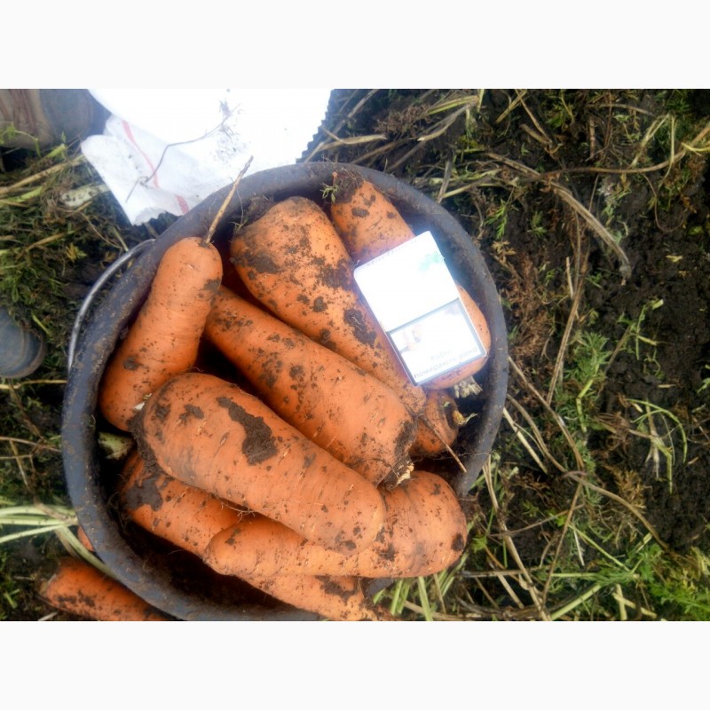 Фото 4. Продам морковь поставщика с 10 тонн
