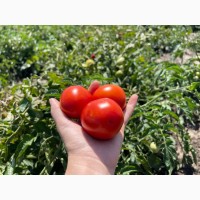 Продаються помідори оптом (2023)